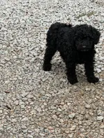Leno, a male Poodle - Toy  for sale in Virginia Beach, VA – 1 of 2