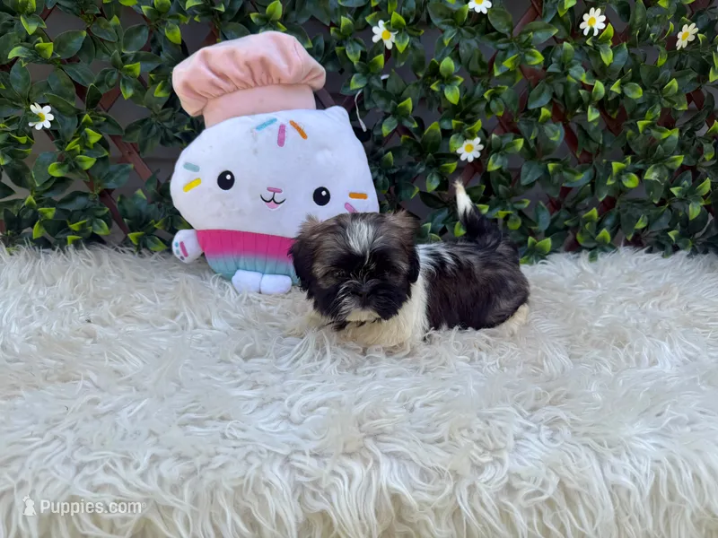 Luna  – Shih Tzu puppy for sale in Virginia Beach, VA