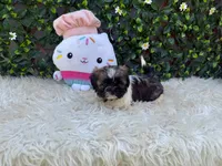 Luna , a male Shih Tzu for sale in Virginia Beach, VA – 1 of 5