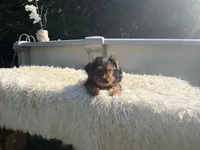 Ricky, a female Yorkshire Terrier for sale in Virginia Beach, VA – 1 of 6