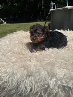 Ricky, a male Yorkshire Terrier for sale in Virginia Beach, VA – 3 of 5