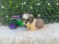 Milo, a male Shih Tzu for sale in Virginia Beach, VA – 3 of 5