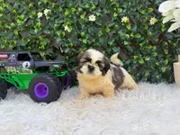 Luca, a male Shih Tzu for sale in Virginia Beach, VA – 2 of 5