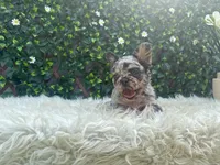 Luna, a female French Bulldog for sale in Virginia Beach, VA – 1 of 3