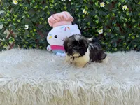 Luna , a male Shih Tzu for sale in Virginia Beach, VA – 2 of 5