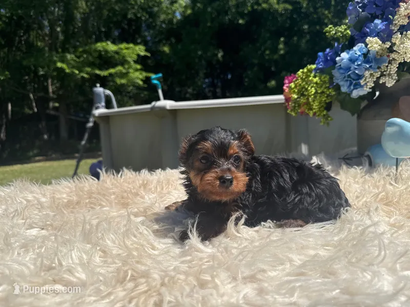 Ricky – Yorkshire Terrier puppy for sale in Virginia Beach, VA