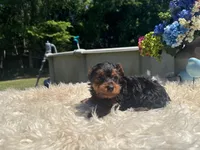 Ricky, a male Yorkshire Terrier for sale in Virginia Beach, VA – 1 of 5