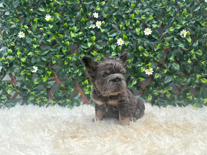 Athena – French Bulldog puppy for sale in Virginia Beach, VA