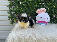 Rebecca, a male Shih Tzu for sale in Virginia Beach, VA – 3 of 5