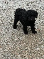 Leno, a male Poodle - Toy  for sale in Virginia Beach, VA – 2 of 2