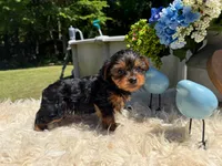 Mariana, a female Yorkshire Terrier for sale in Virginia Beach, VA – 3 of 5