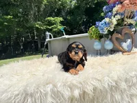Charles, a male Cavalier King Charles Spaniel for sale in Virginia Beach, VA – 2 of 6
