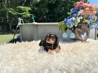 Charles, a male Cavalier King Charles Spaniel for sale in Virginia Beach, VA – 3 of 6