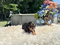 Charles, a male Cavalier King Charles Spaniel for sale in Virginia Beach, VA – 4 of 6