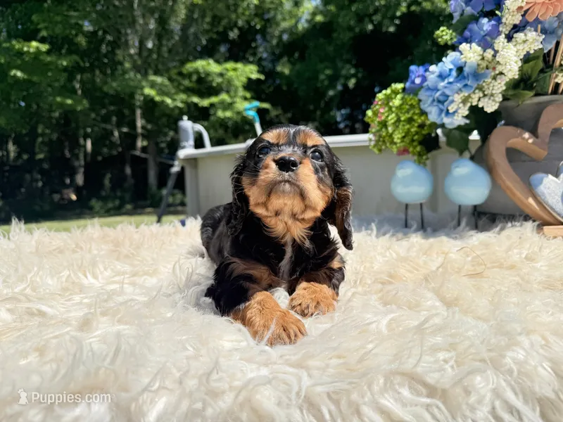 Charles – Cavalier King Charles Spaniel puppy for sale in Virginia Beach, VA
