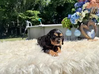 Charles, a male Cavalier King Charles Spaniel for sale in Virginia Beach, VA – 5 of 6
