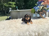 Charles, a male Cavalier King Charles Spaniel for sale in Virginia Beach, VA – 6 of 6