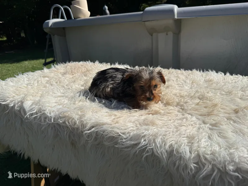 Emma – Yorkshire Terrier puppy for sale in Virginia Beach, VA