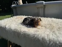 Emma, a female Yorkshire Terrier for sale in Virginia Beach, VA – 1 of 4