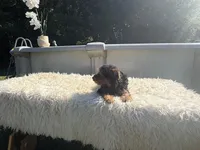 Ricky, a female Yorkshire Terrier for sale in Virginia Beach, VA – 3 of 6