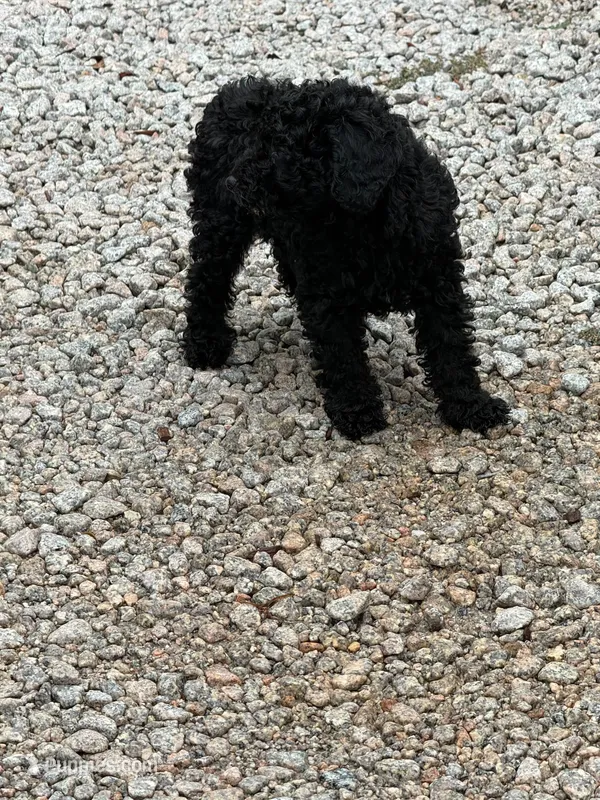 Rocko  – Poodle - Toy  puppy for sale in Virginia Beach, VA