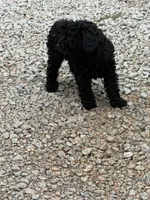 Rocko , a male Poodle - Toy  for sale in Virginia Beach, VA – 1 of 2