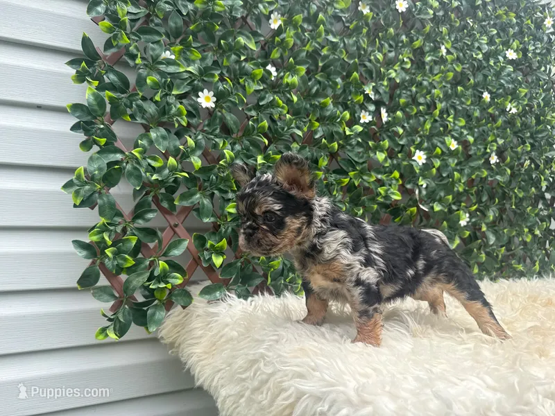 Lena  – French Bulldog puppy for sale in Virginia Beach, VA