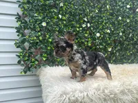 Lena , a female French Bulldog for sale in Virginia Beach, VA – 3 of 3