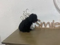 Leno, a male Poodle - Toy  for sale in Virginia Beach, VA – 6 of 6