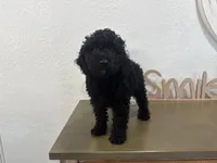Leno, a male Poodle - Toy  for sale in Virginia Beach, VA – 4 of 6