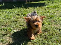 Lily , a female Yorkshire Terrier for sale in Virginia Beach, VA – 3 of 3