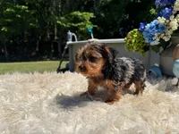 Luna, a female Yorkshire Terrier for sale in Virginia Beach, VA – 5 of 6