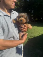 Lily , a female Yorkshire Terrier for sale in Virginia Beach, VA – 2 of 3