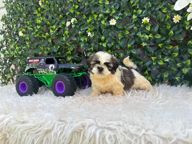 Luca – Shih Tzu puppy for sale in Virginia Beach, VA