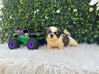 Luca, a male Shih Tzu for sale in Virginia Beach, VA – 1 of 5