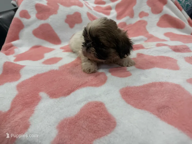 Roxie – Shih Tzu puppy for sale in Virginia Beach, VA