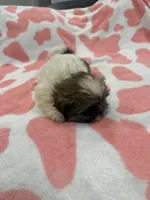 Roxie, a female Shih Tzu for sale in Virginia Beach, VA – Photo 3 of 4