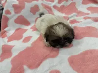 Roxie, a female Shih Tzu for sale in Virginia Beach, VA – Photo 4 of 4