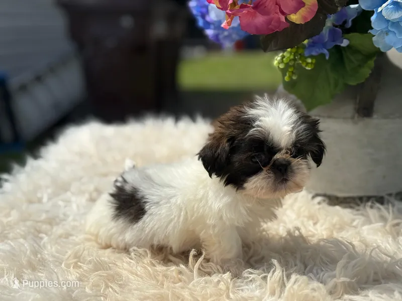 Roxie – Shih Tzu puppy for sale in Virginia Beach, VA