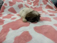 Roxie, a female Shih Tzu for sale in Virginia Beach, VA – Photo 2 of 4