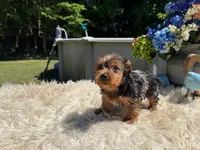Luna, a female Yorkshire Terrier for sale in Virginia Beach, VA – 4 of 6