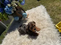Luna, a female Yorkshire Terrier for sale in Virginia Beach, VA – 6 of 6