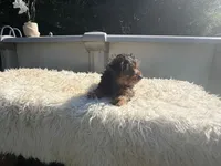 Ricky, a female Yorkshire Terrier for sale in Virginia Beach, VA – 2 of 6