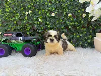 Luca, a male Shih Tzu for sale in Virginia Beach, VA – 3 of 5