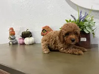 Mira, a female Poodle - Toy  for sale in Virginia Beach, VA – 4 of 4