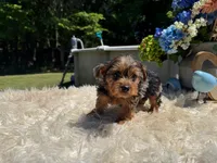 Luna, a female Yorkshire Terrier for sale in Virginia Beach, VA – 1 of 6