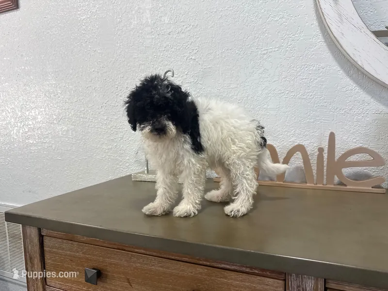 Oreo – Poodle - Toy  puppy for sale in Virginia Beach, VA
