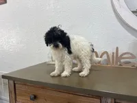 Oreo, a male Poodle - Toy  for sale in Virginia Beach, VA – 1 of 3