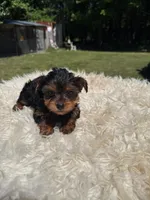 Mariana, a female Yorkshire Terrier for sale in Virginia Beach, VA – 2 of 5