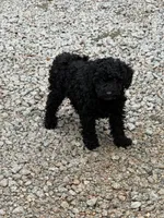Rocko , a male Poodle - Toy  for sale in Virginia Beach, VA – 2 of 2